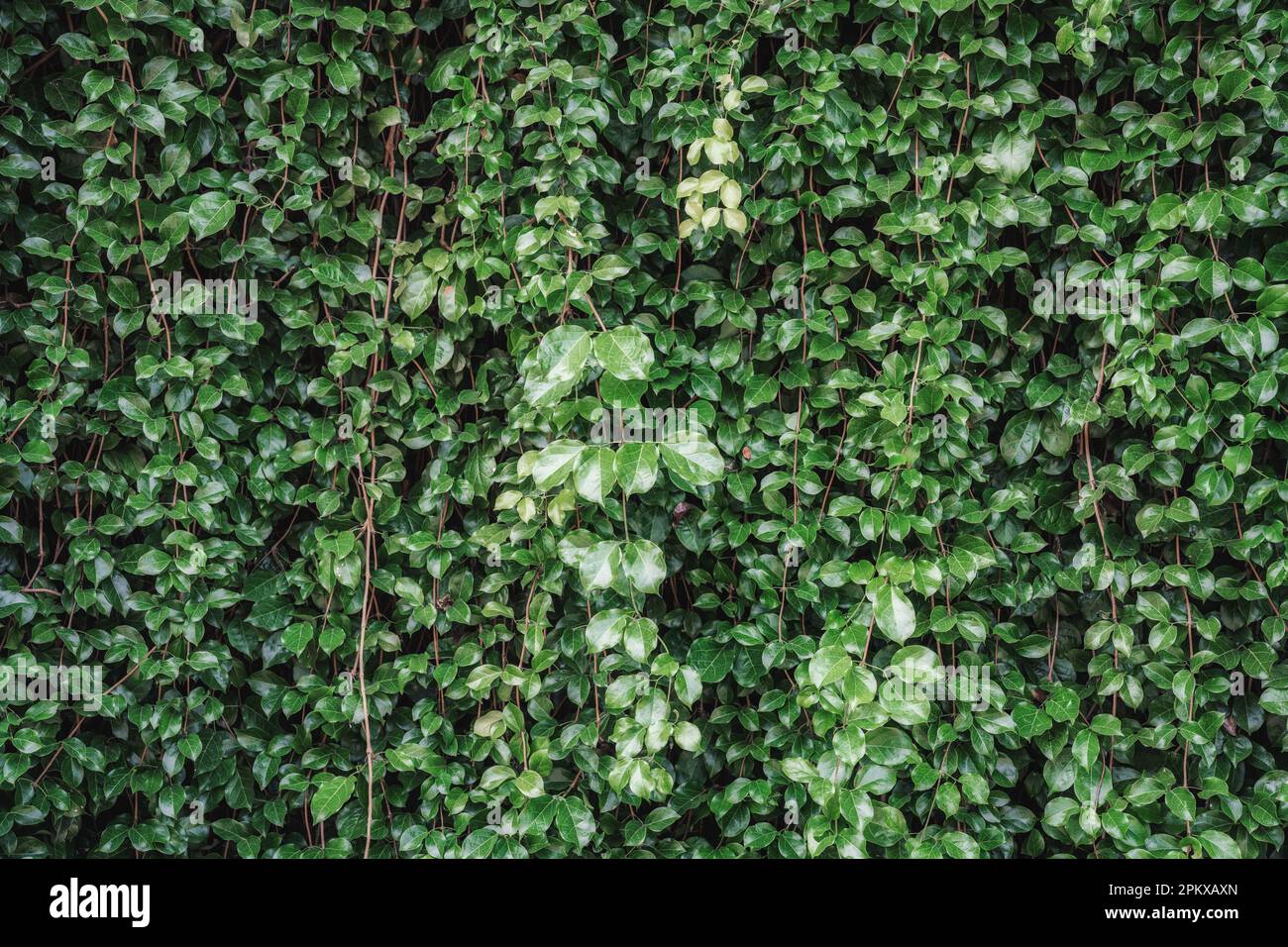 Verde edera piante fogliame coperto parete naturale sfondo Foto Stock