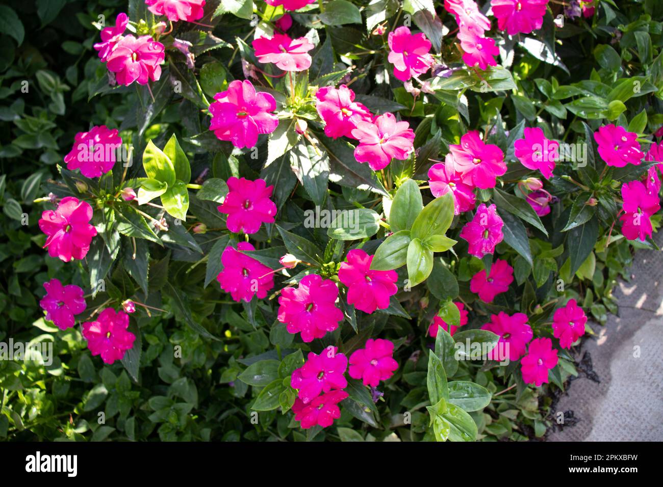 Gerani rosa vividi alla luce del sole con gocce di rugiada sui petali Foto Stock