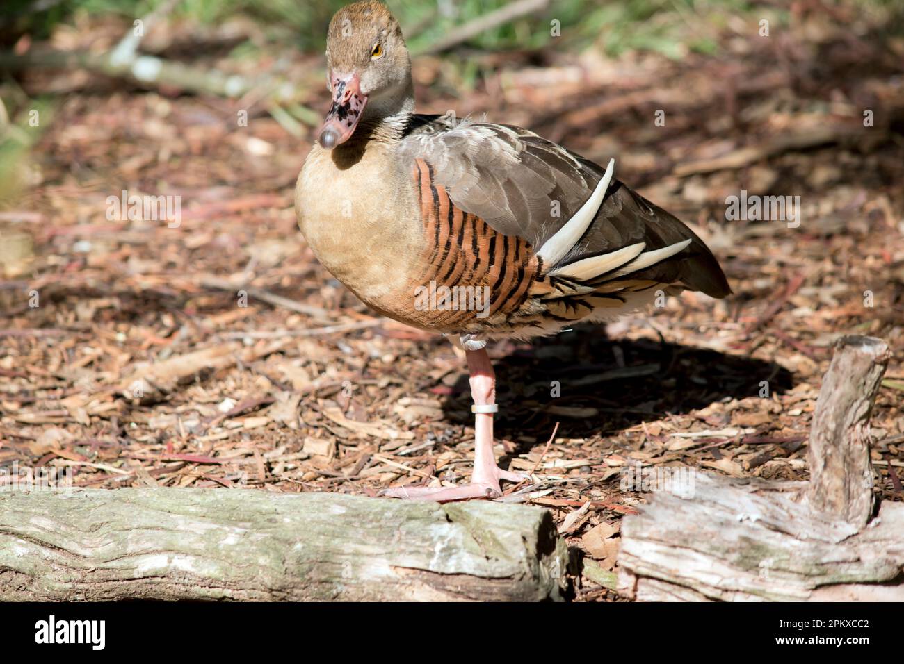 Il viso e il foreneck dell'anatra plumato sono chiari, la corona e il collo posteriore sono marrone chiaro e le piume brune della parte superiore della schiena sono bordate buf Foto Stock
