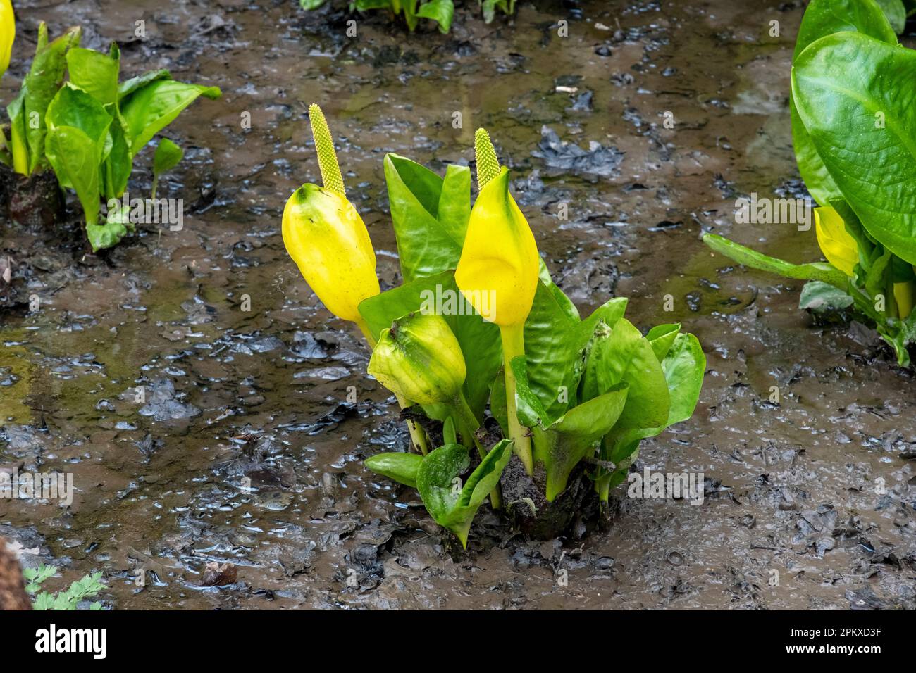 Impianto di produzione di torbidi, Lysichton Americanus, Western Skunk Cabbage (US) Yellow Skunk Cabbage (UK) Foto Stock
