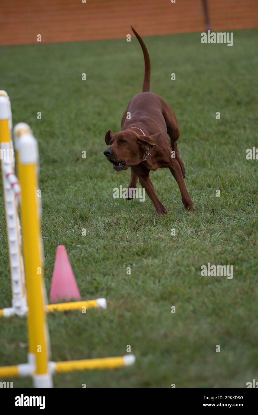 Redbone Coonhound che corre sull'erba di un corso di agilità Foto Stock