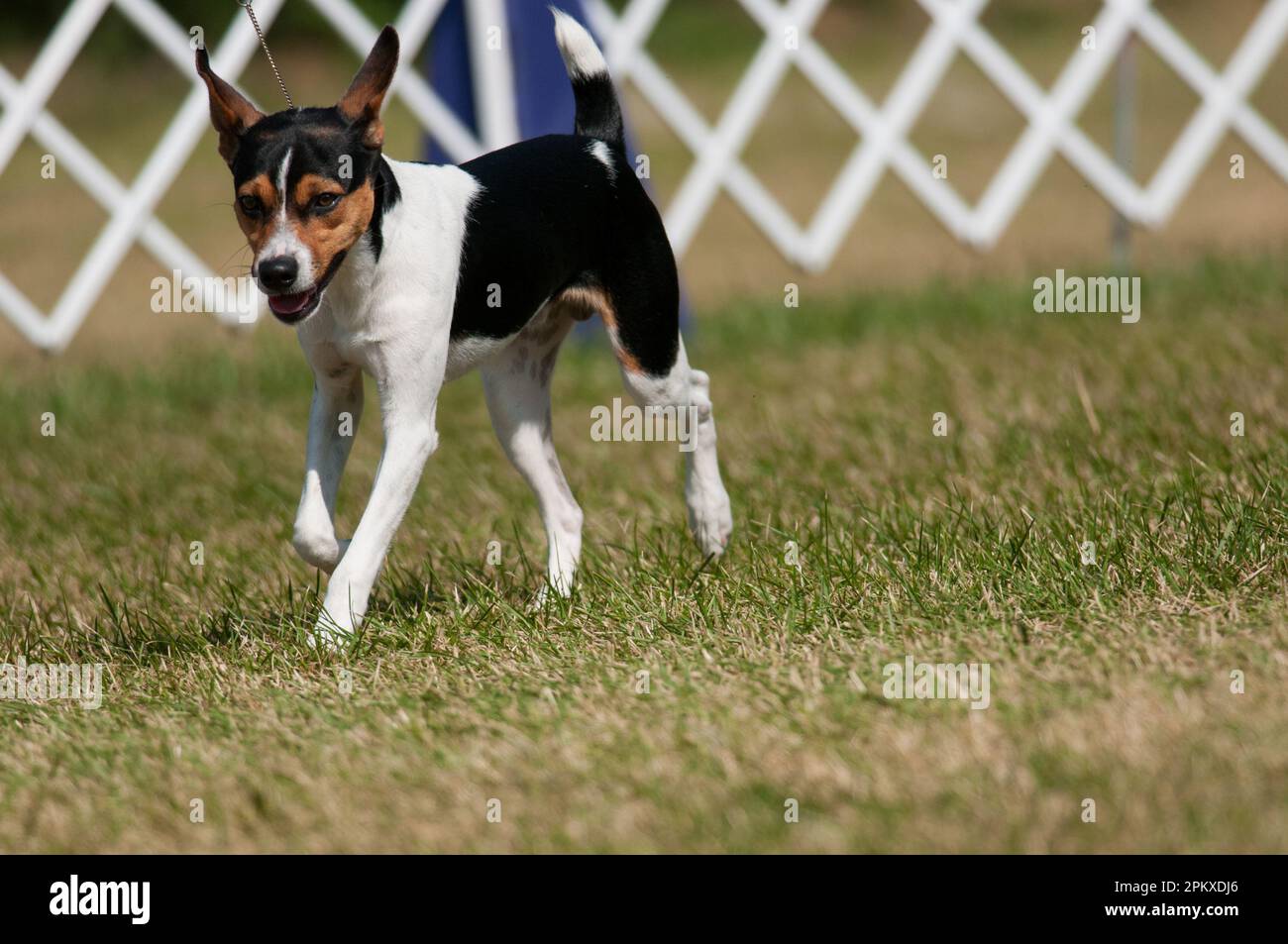 Rat Terrier a piedi nel cane mostra anello Foto Stock
