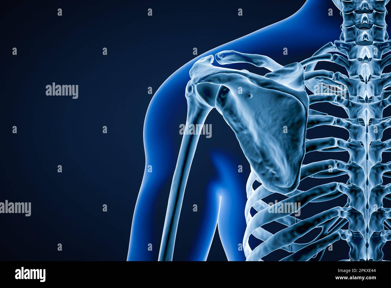 Vista posteriore o posteriore di un'accurata scapola ossea umana o della lama della spalla contorni del corpo maschile adulto 3D rappresentazione grafica con spazio di copia. Anatomia, o Foto Stock
