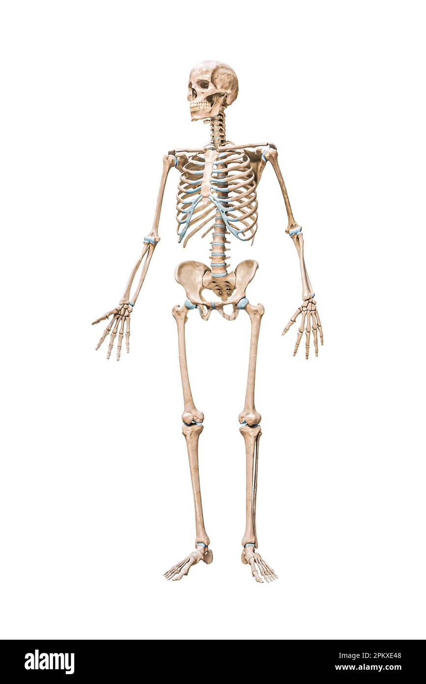 Vista frontale di un'accurata immagine di rendering 3D dello scheletro maschile umano completo isolato su bianco con spazio di copia. Anatomia, diagramma medico vuoto, scheletrico Foto Stock