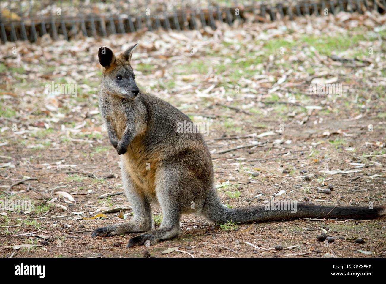 Il wallaby della palude ha pelliccia lunga e grossolana che è grigia e marrone nel colore con gli arti più scuri o neri e la coda lunga. Foto Stock