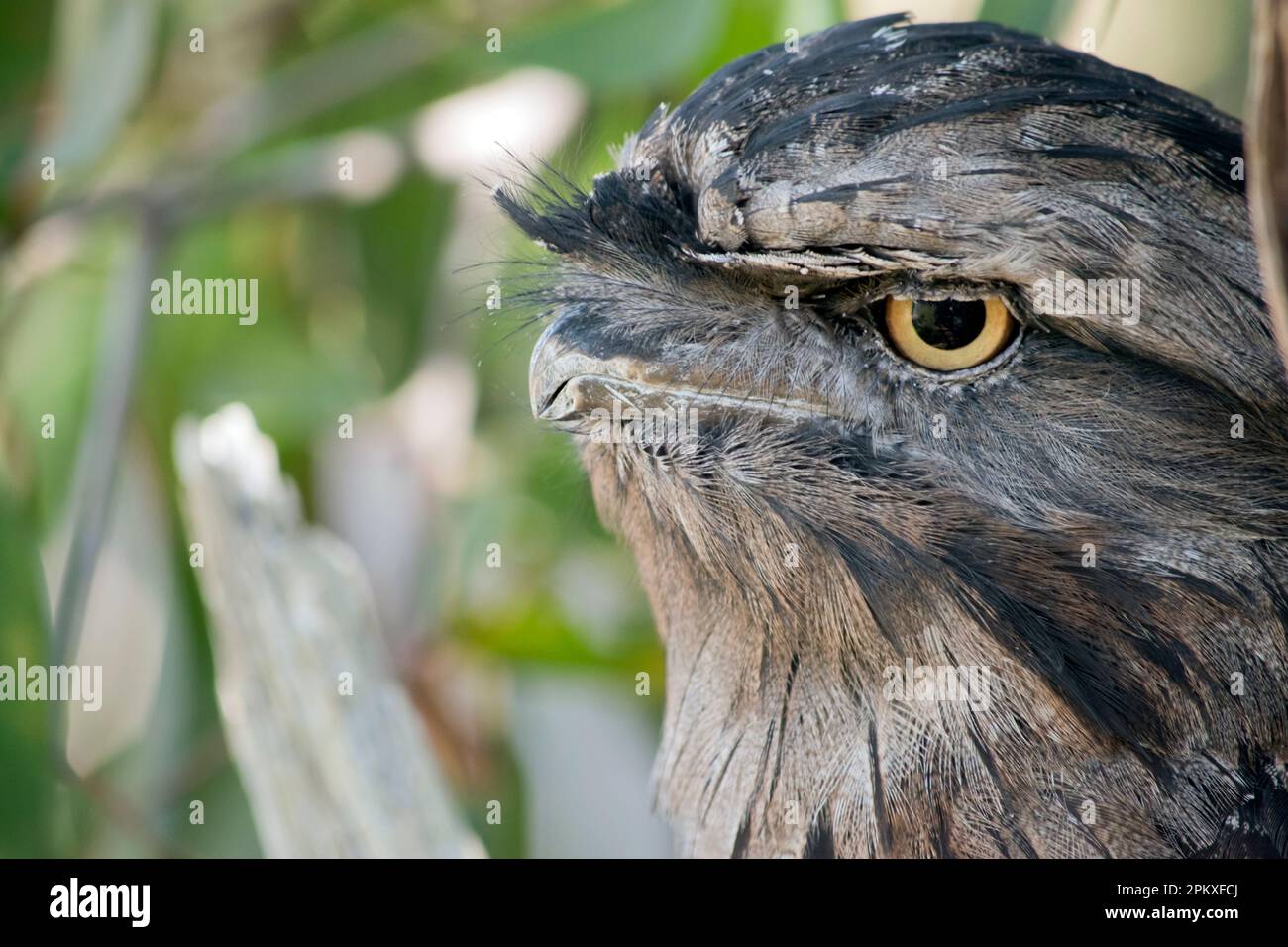il frogmouth bruno ha un grigio chiazzato, bianco, nero e rufous - i modelli della piuma li aiutano a mimare i rami morti dell'albero. Le loro piume sono morbide, li Foto Stock