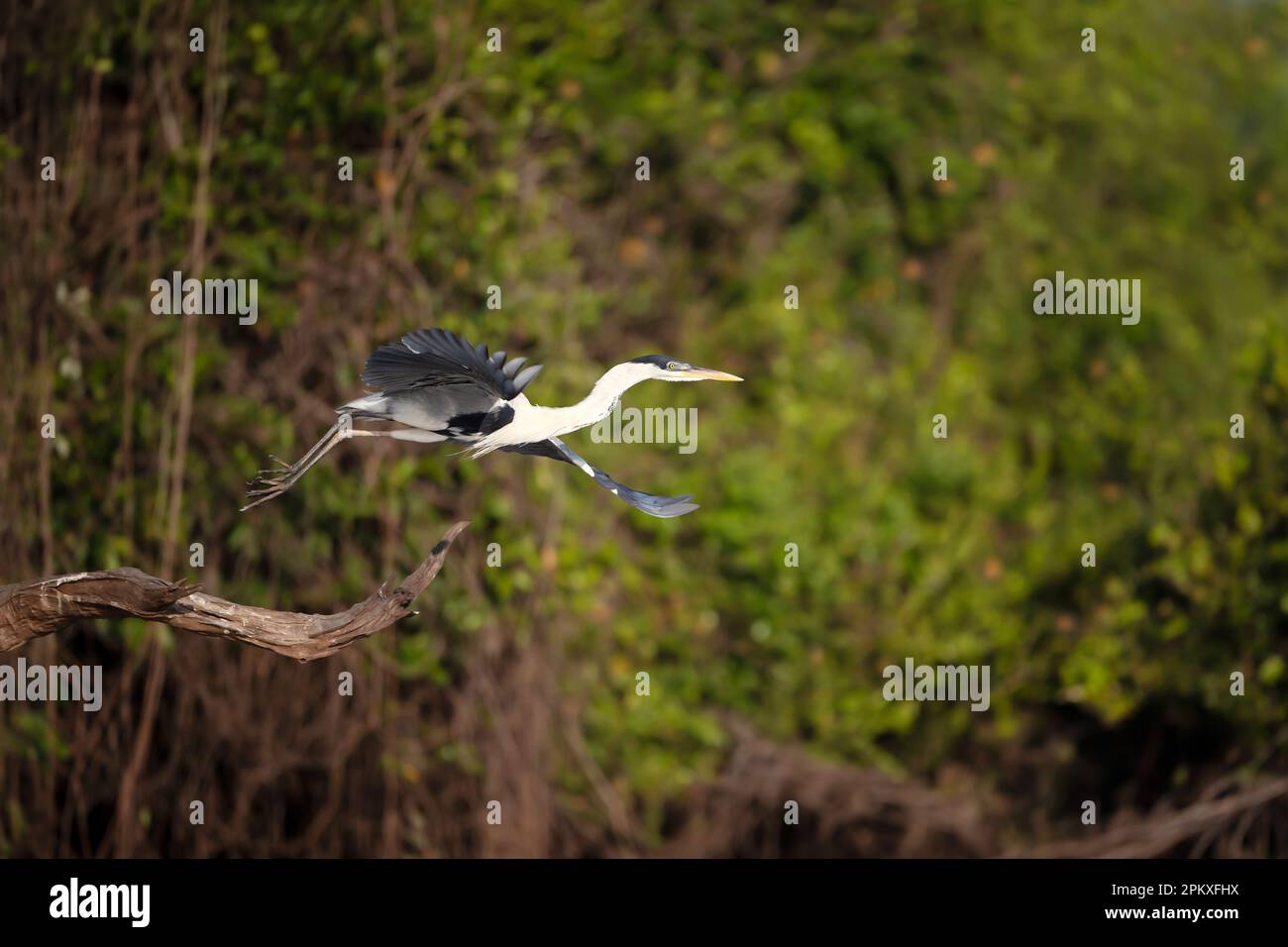 Primo piano di un airone Cocoi in volo, Pantanal, Brasile. Foto Stock