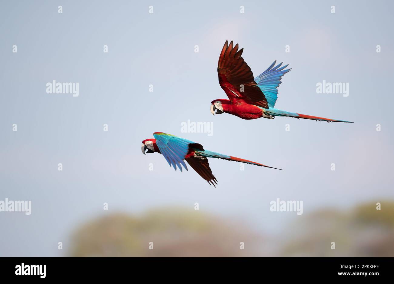 Primo piano di macaws rossi e verdi (Ara chloropterus) in volo, Pantanal Sud, Brasile. Foto Stock