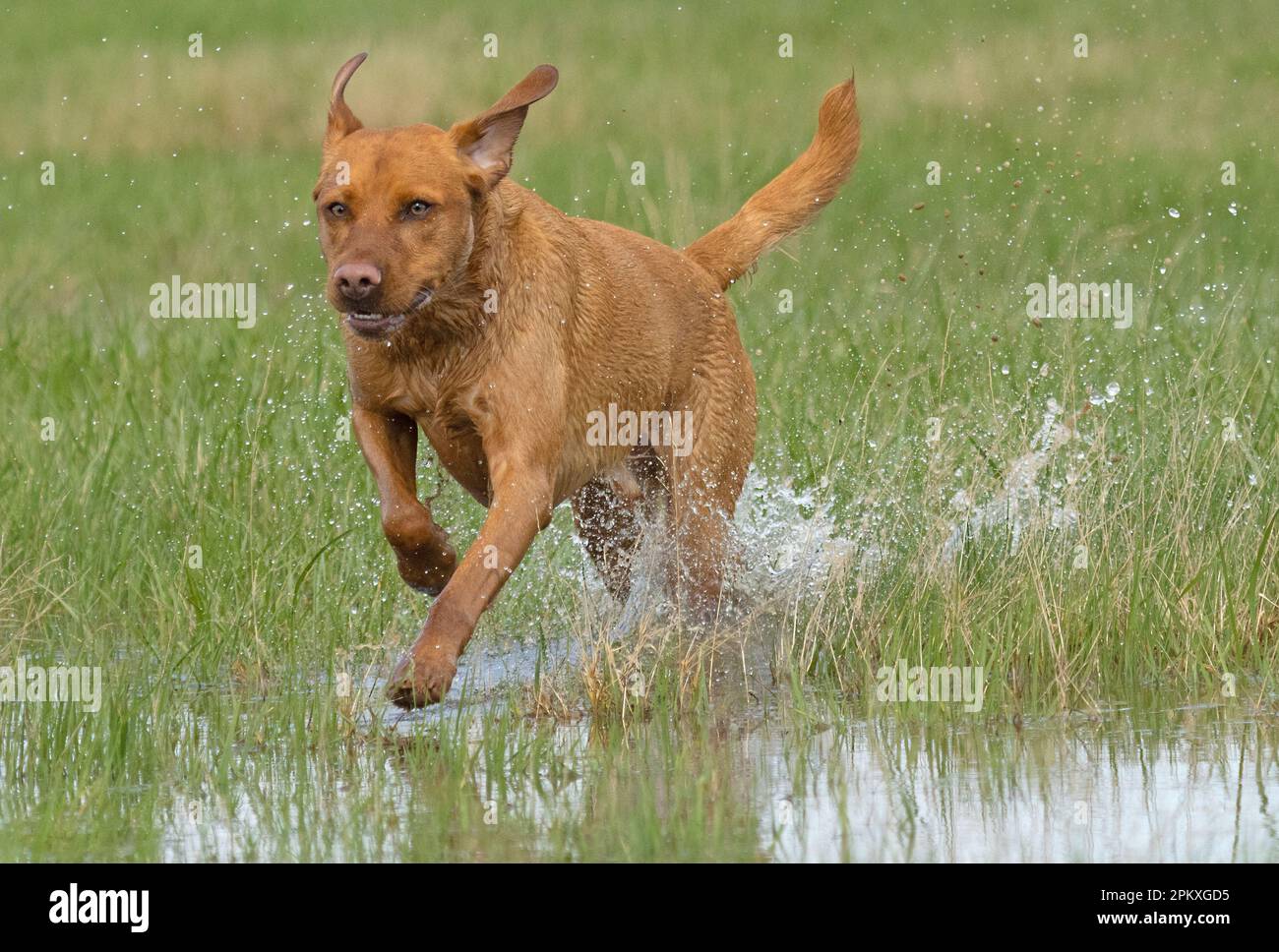 Foxred Labrador. Regno Unito Foto Stock