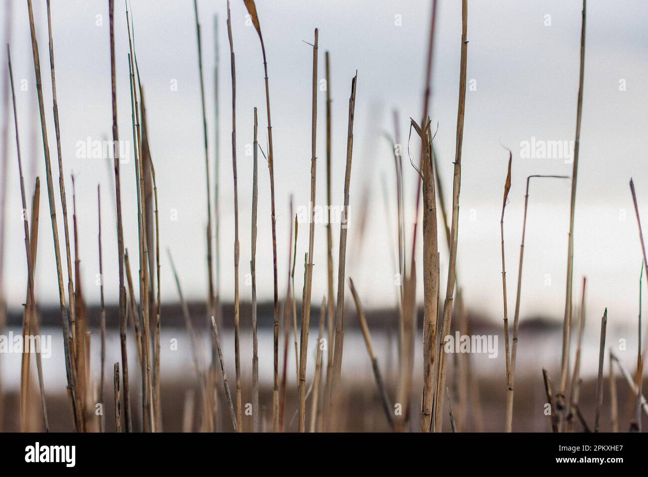 Canne brune e bianche che crescono a lato di un fiume, erba lunga e paludi fauna selvatica da vicino Foto Stock