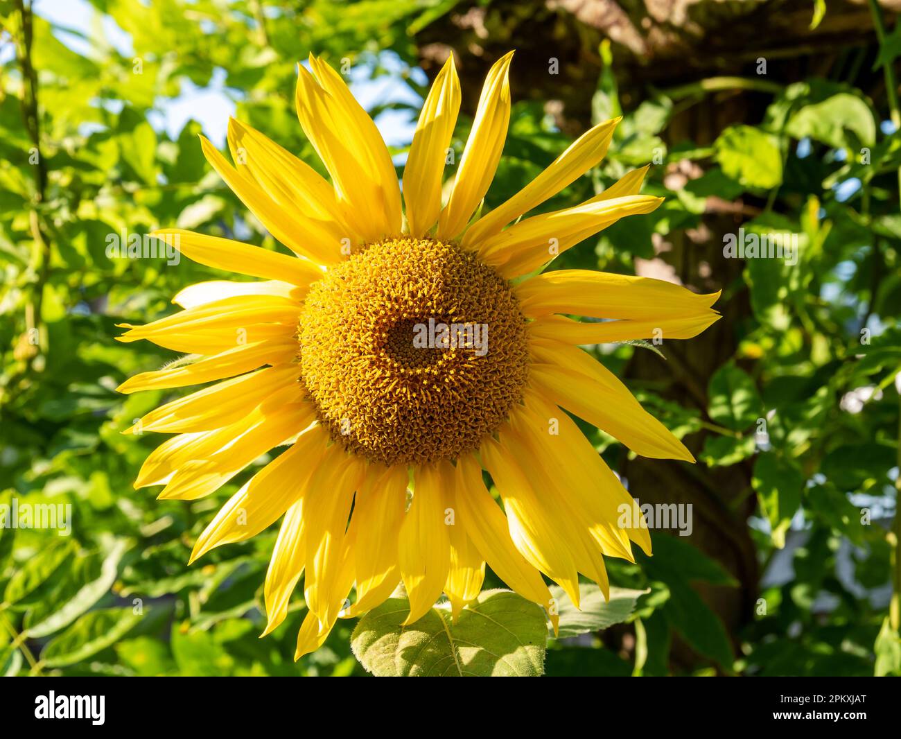 Testa di girasole, Helianthus annuus, orizzontale Foto Stock
