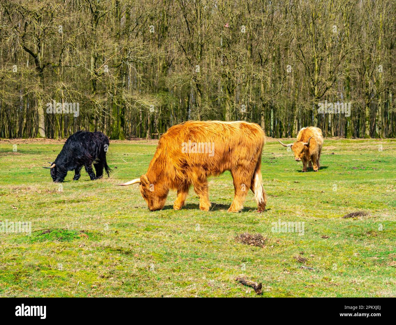 Mucche scozzesi con capelli lunghi e corna pascolo erba nella riserva naturale Westerheide vicino Hilversum, het Gooi, Paesi Bassi Foto Stock