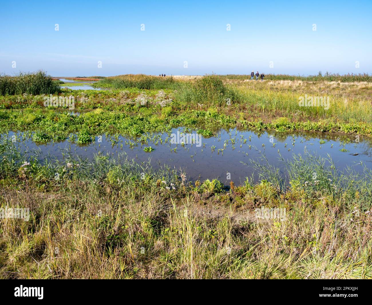 Persone che camminano e paludi d'acqua dolce sull'isola di Marker Wadden, Paesi Bassi Foto Stock