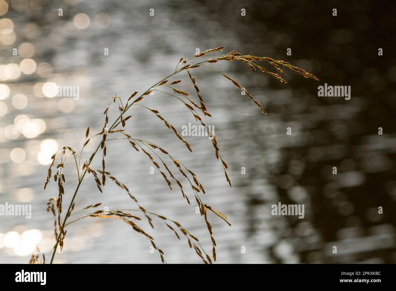 Acqua frizzante Foto Stock