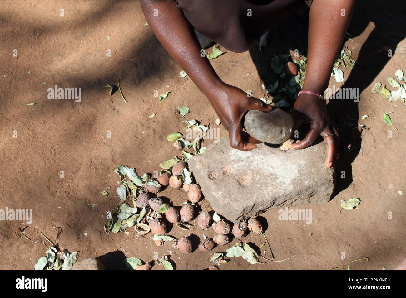 Nocciole per la produzione di olio, villaggio di Simonga, vicino Livingstone, Zambia Foto Stock