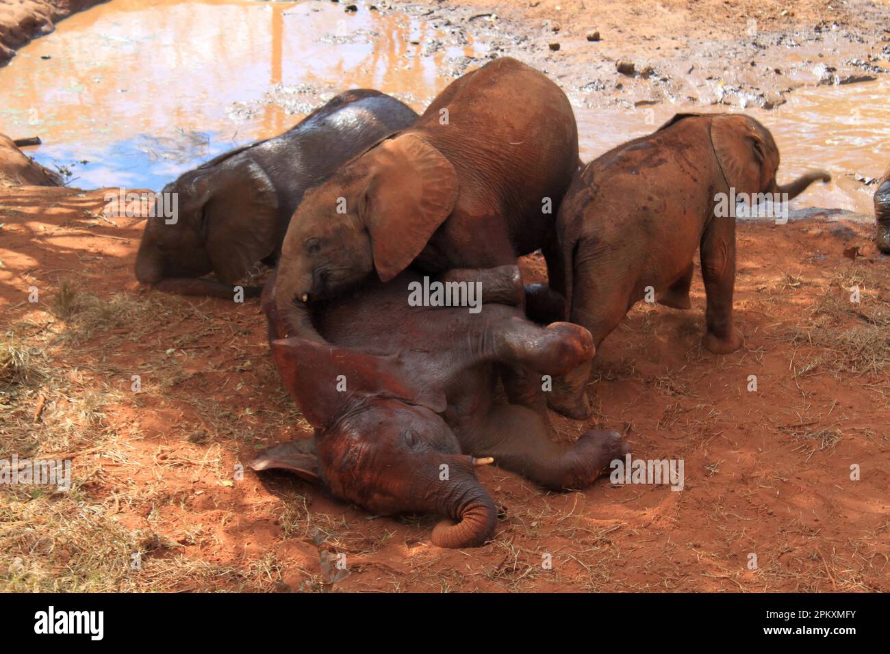 Gli orfani degli elefanti giocano, l'Orfanotrofio degli elefanti, Lusaka, Zambia Foto Stock