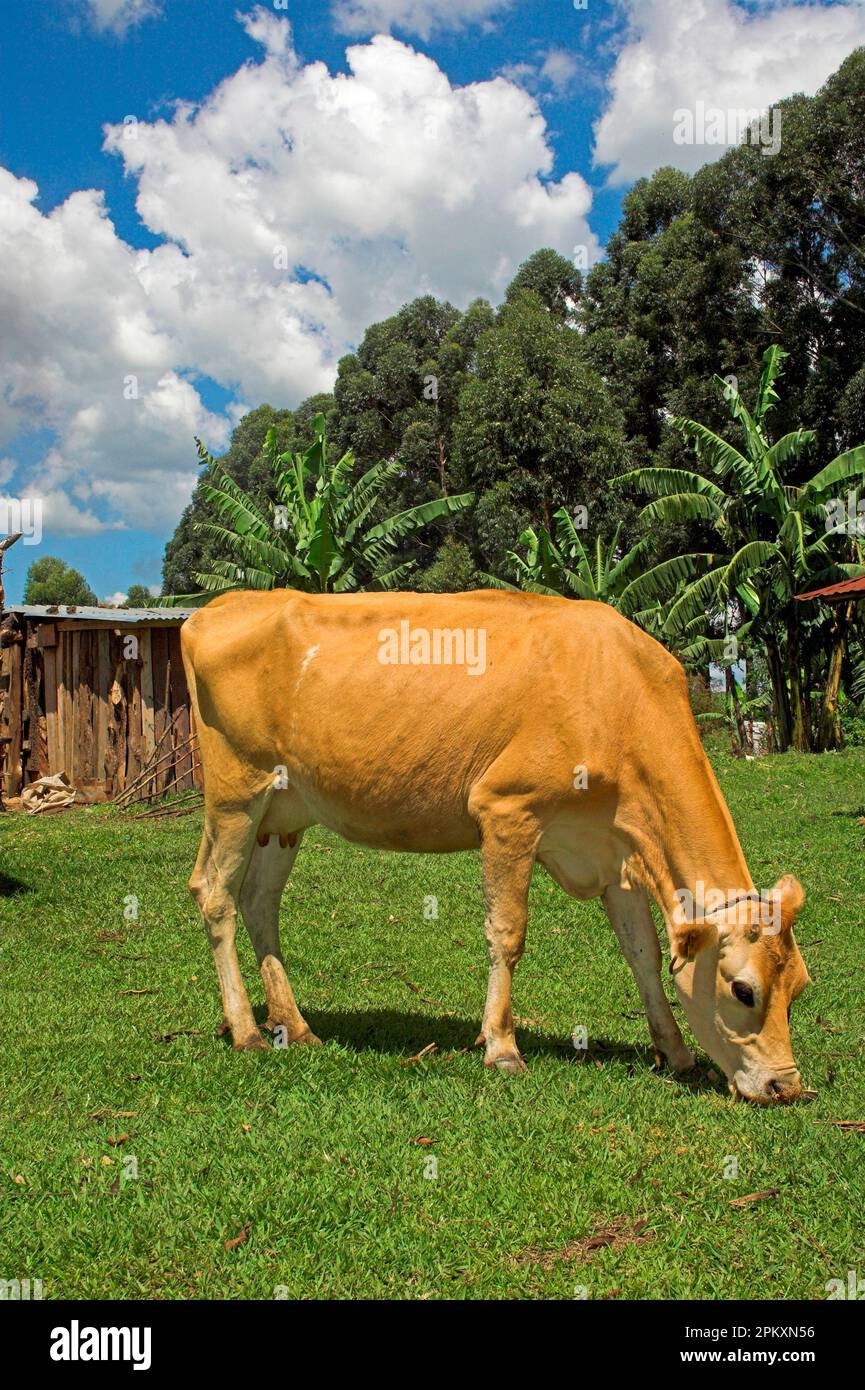 Bestiame nazionale, Jersey bestiame, pascolo su erba, donato da carità a famiglia, Kenya occidentale Foto Stock