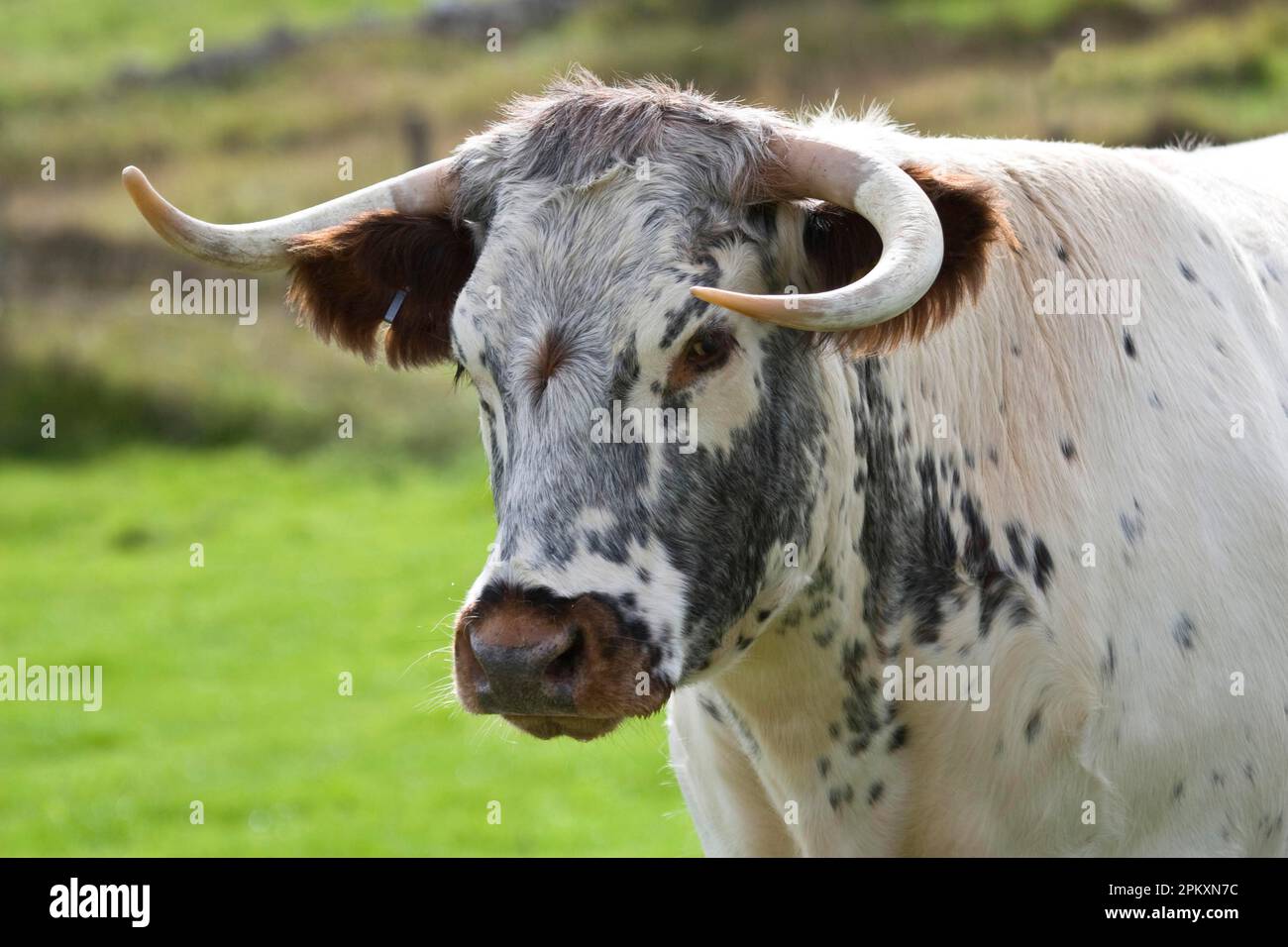 Bovini domestici, longhorn, primo piano, pascolo, Dorset, Inghilterra, Regno Unito Foto Stock