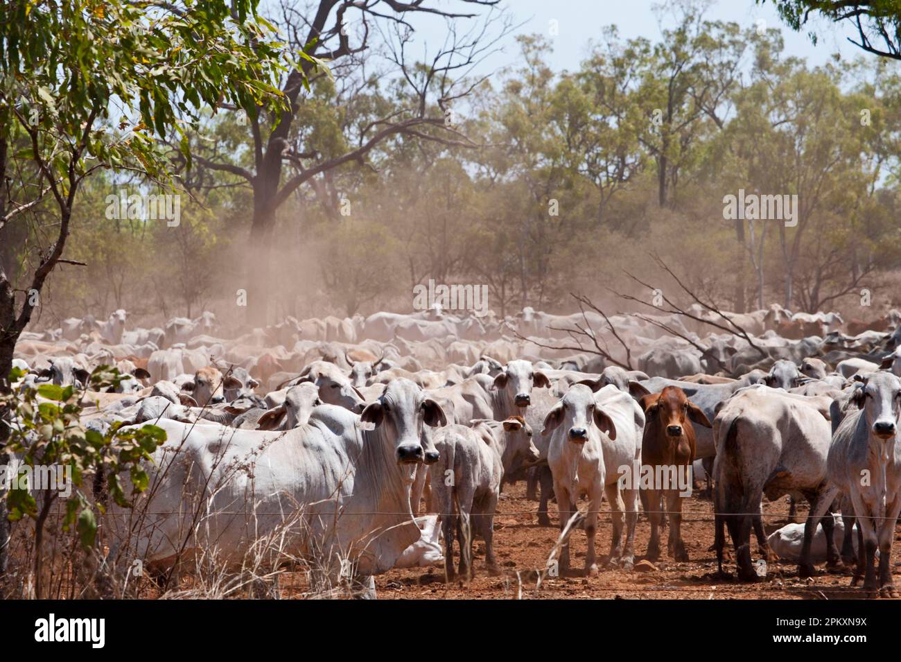 Bovini domestici, mucche di Zebu (Bos indicus) e vitelli, mandria in piedi in terra boschiva secca durante la siccità, Queensland, Australia Foto Stock