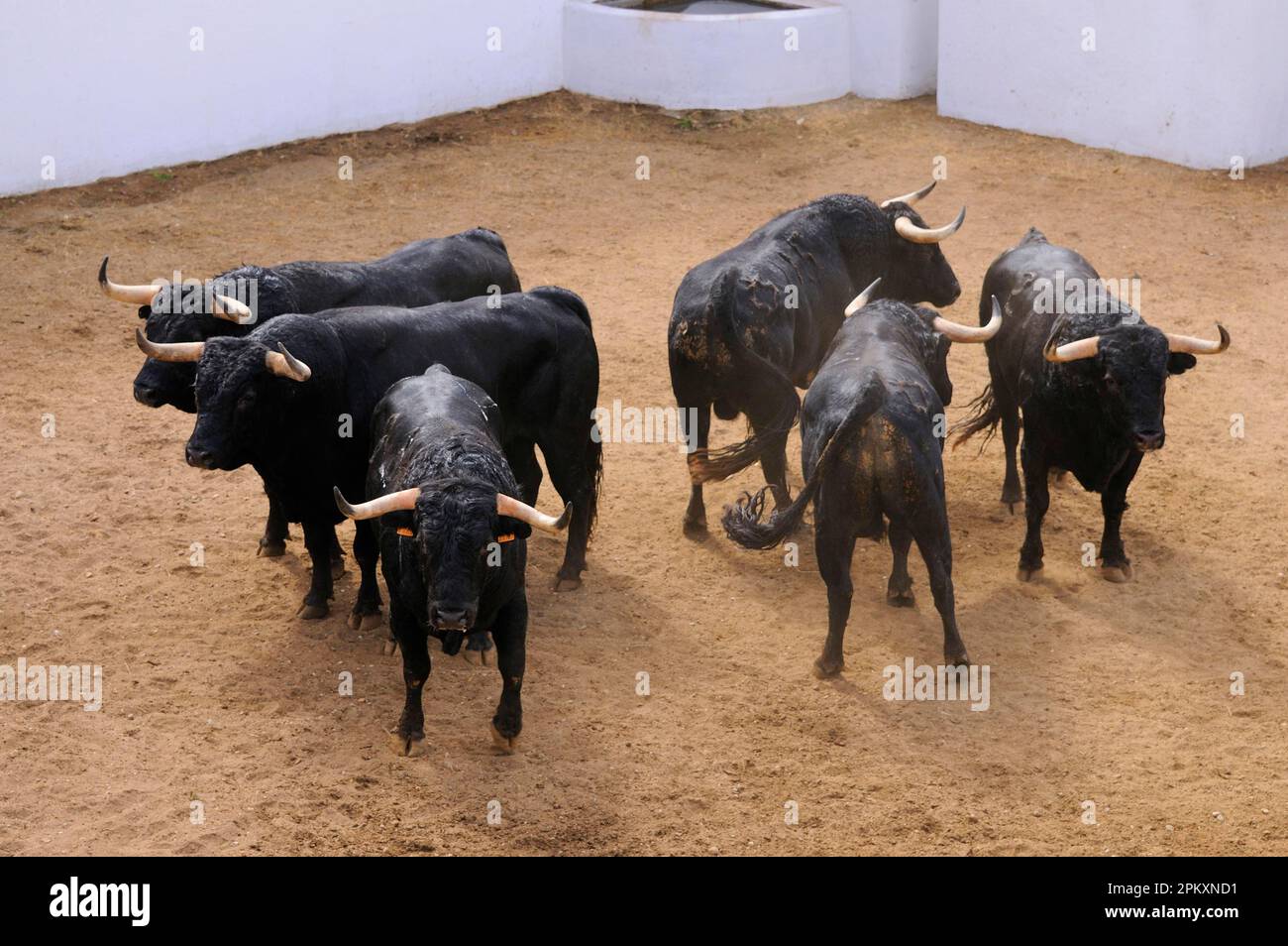 Corrida, sei tori, due per ogni matador di un singolo evento corrida, aspetta di entrare nell'arena, Spagna Foto Stock