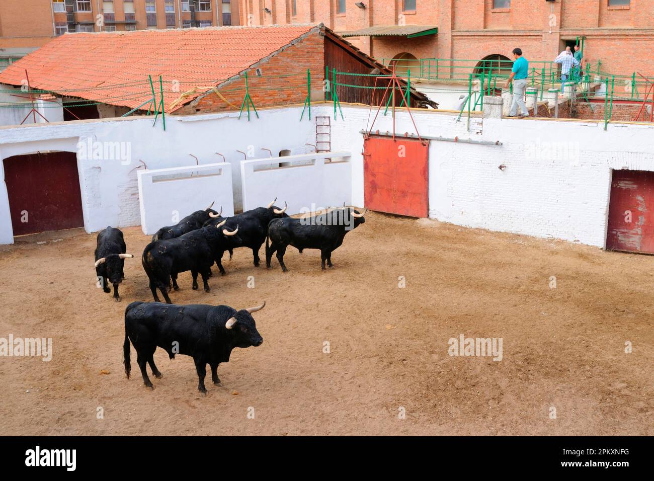 Corrida, sei tori, due per ogni matador di un singolo evento corrida, aspetta di entrare nell'arena, Spagna Foto Stock