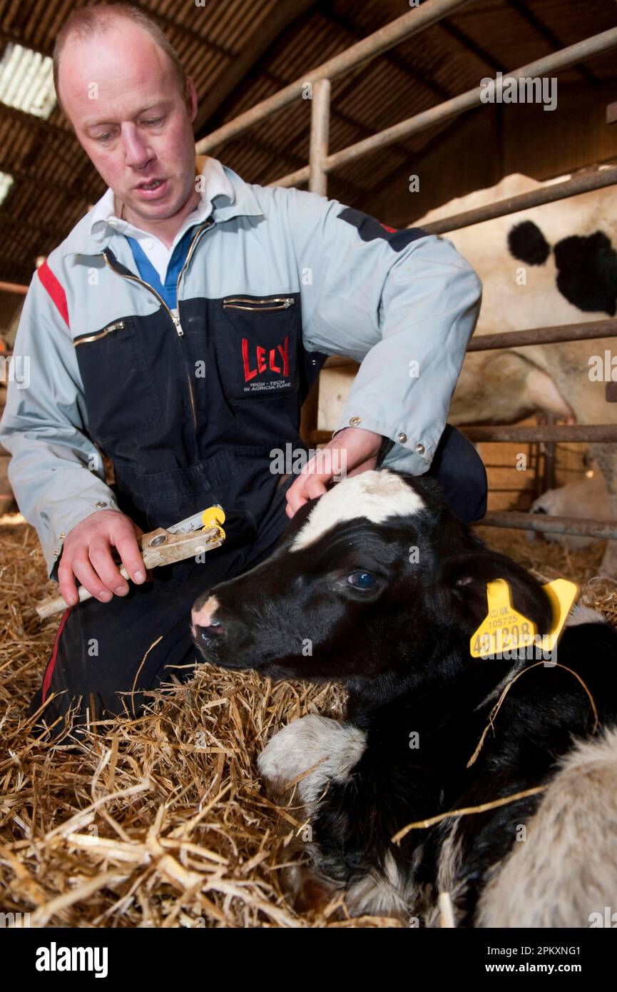 Allevamento bovino, contadino mettere etichetta di identificazione orecchio in spighe di vitello giovane, Inghilterra, Regno Unito Foto Stock