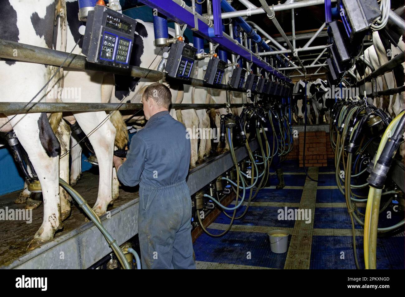 Caseificio che coltiva, dairyman che mette i raggruppamenti sul bestiame mungente in salotto, Lancashire, Inghilterra, Regno Unito Foto Stock