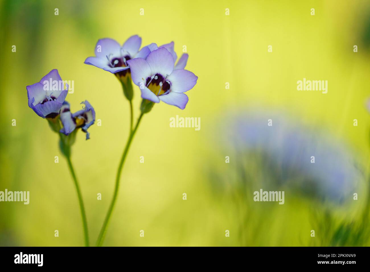 Occhi di uccello (Gilia tricolore) Foto Stock