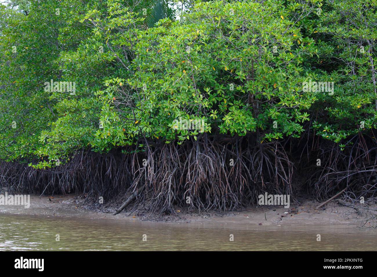 Foresta di mangrovie, Mare della Cina del Sud, Sarawak, Borneo, Malesia Foto Stock