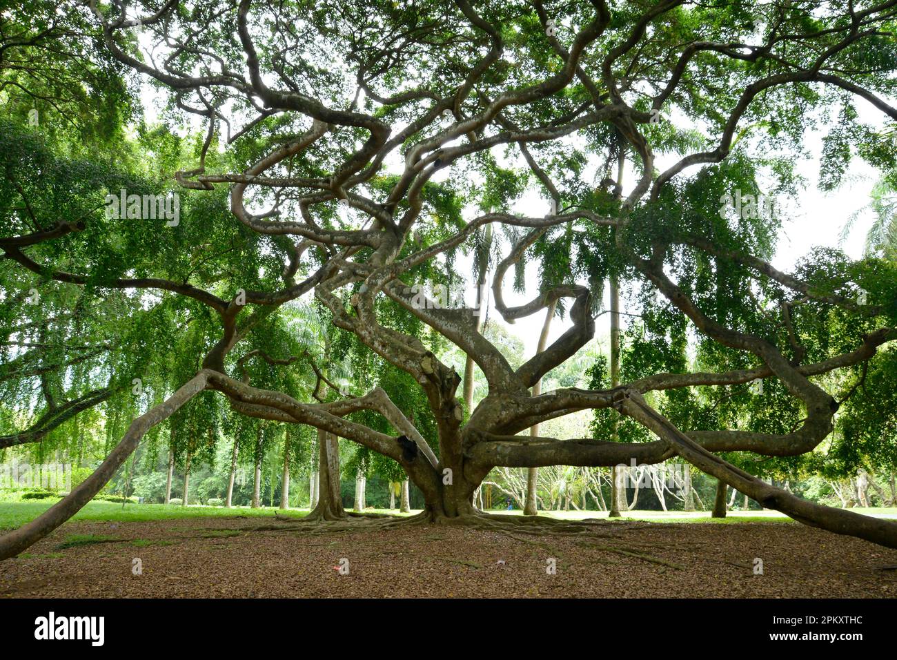 Fico piangente (Ficus benjamina), Giardini Botanici reali, Peradeniya, Kandy, Sri Lanka Foto Stock