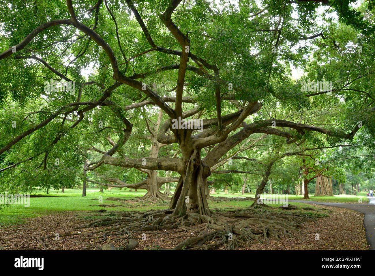 Fico piangente (Ficus benjamina), Giardini Botanici reali, Peradeniya, Kandy, Sri Lanka Foto Stock