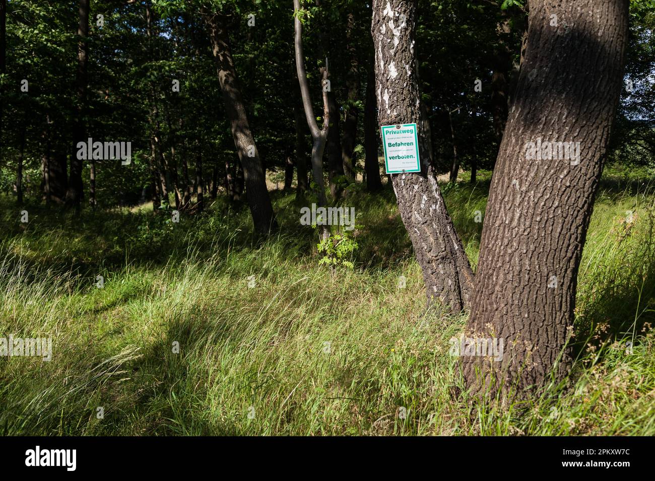 Percorso di foresta nella catena montuosa di Harz Foto Stock