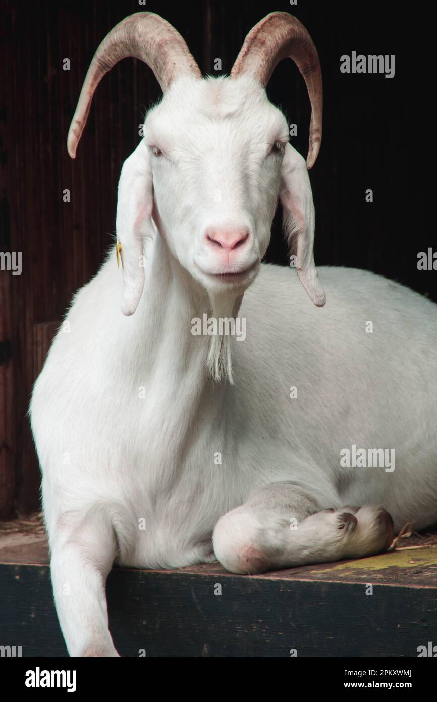 Primo piano di una capra bianca con corna lunghe e curve che sporgono dalla testa Foto Stock
