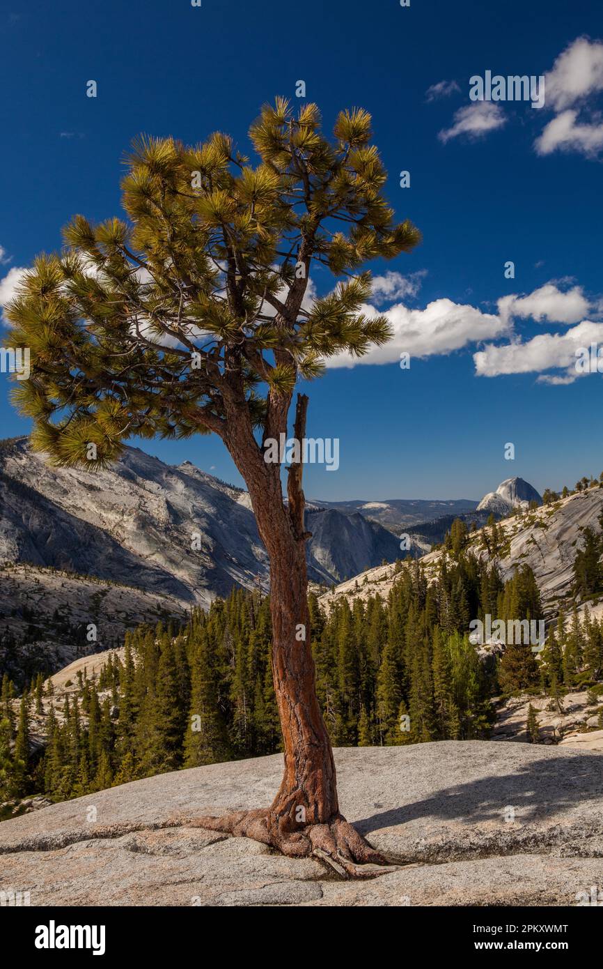 Tioga Pass Road, Yosemite NP, California, Stati Uniti Foto Stock