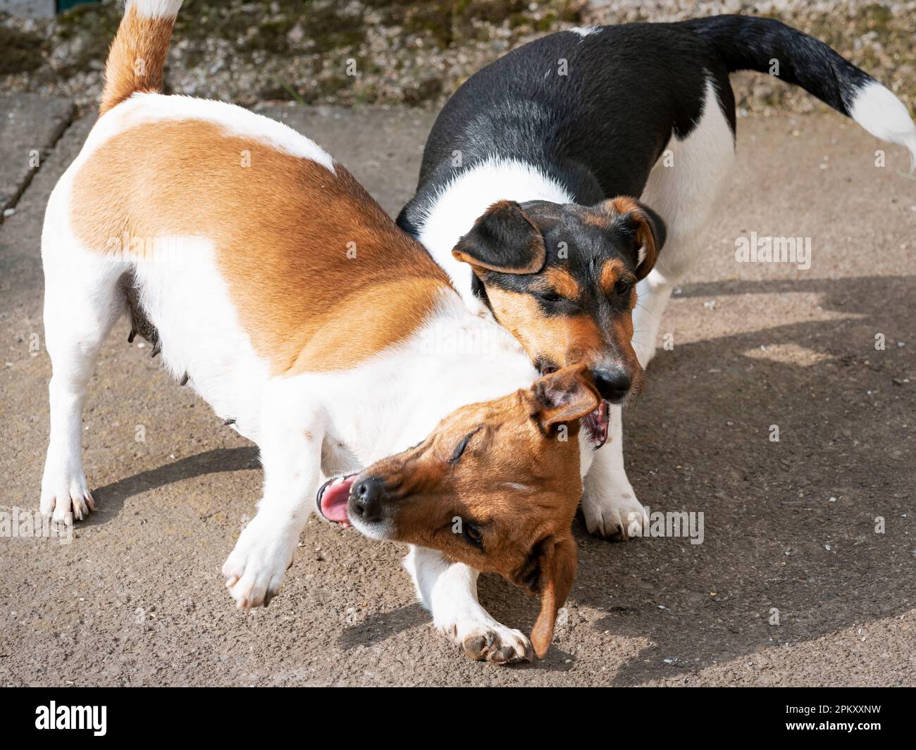 Due cani Jack Russel che combattono l'uno con l'altro Foto Stock