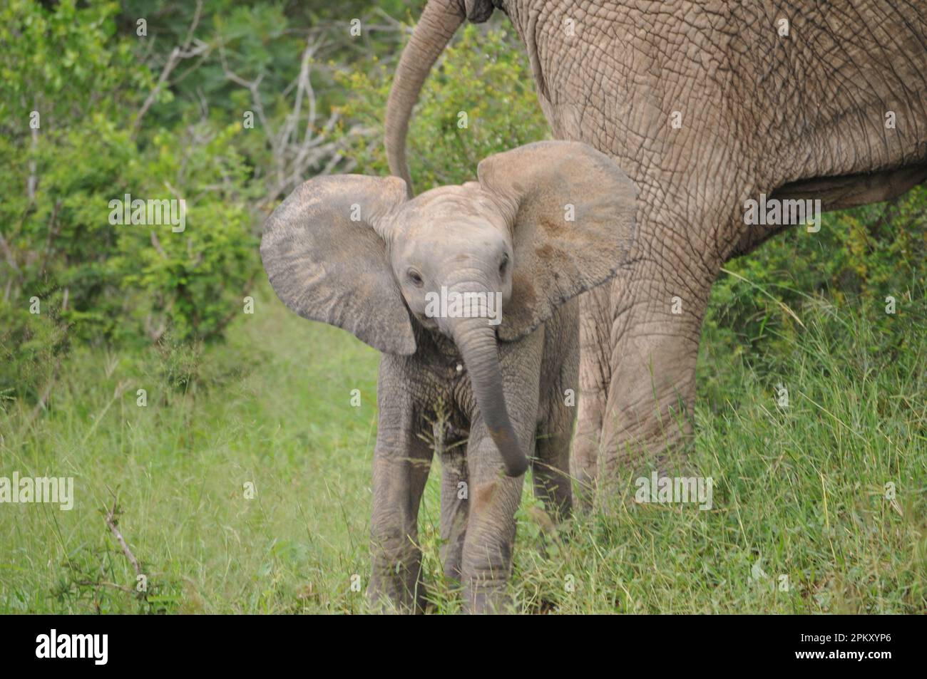 Elefanti nel selvaggio Foto Stock