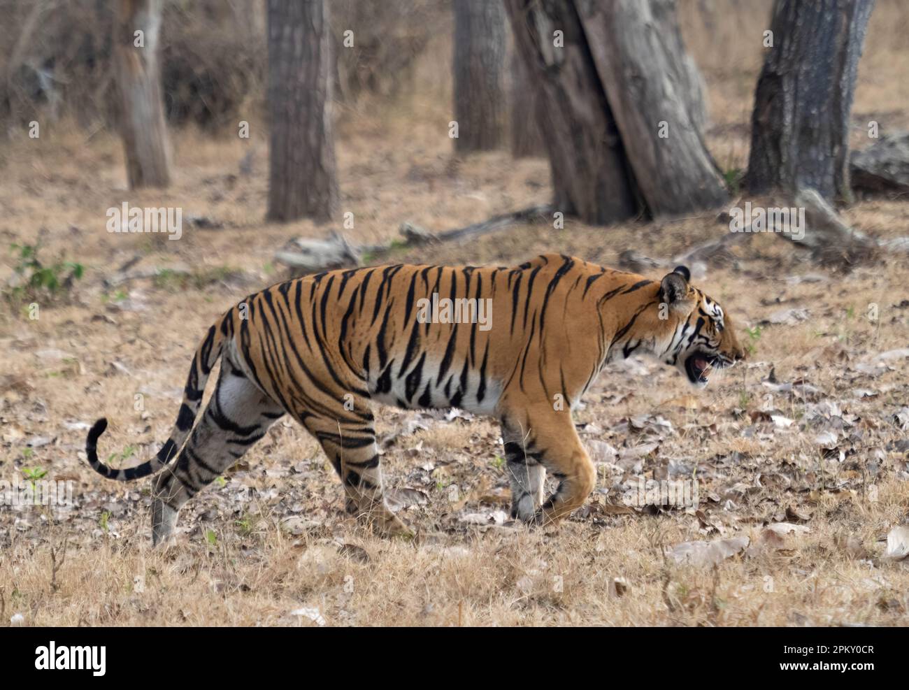 Una tigre solita (panthera tigris) che si aggira attraverso la foresta in India Foto Stock