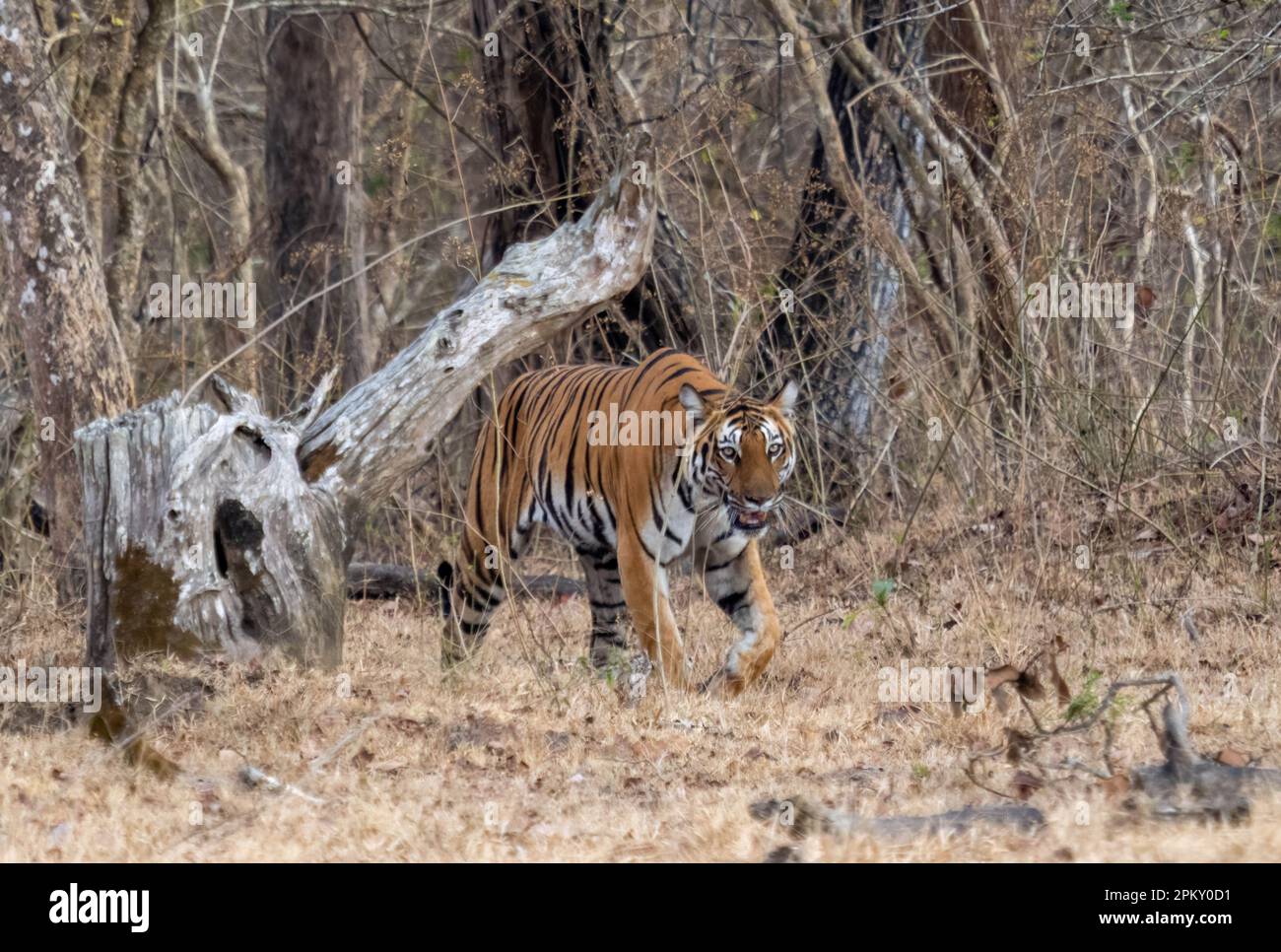 Una tigre solita (panthera tigris) che si aggira attraverso la foresta in India Foto Stock