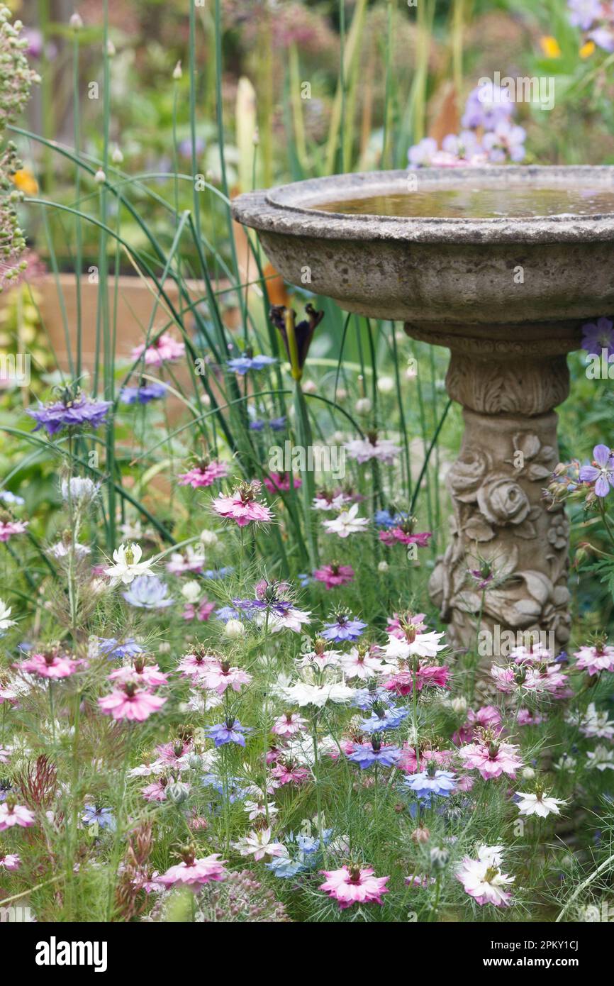 Bagno di uccelli in un giardino cottage. Foto Stock