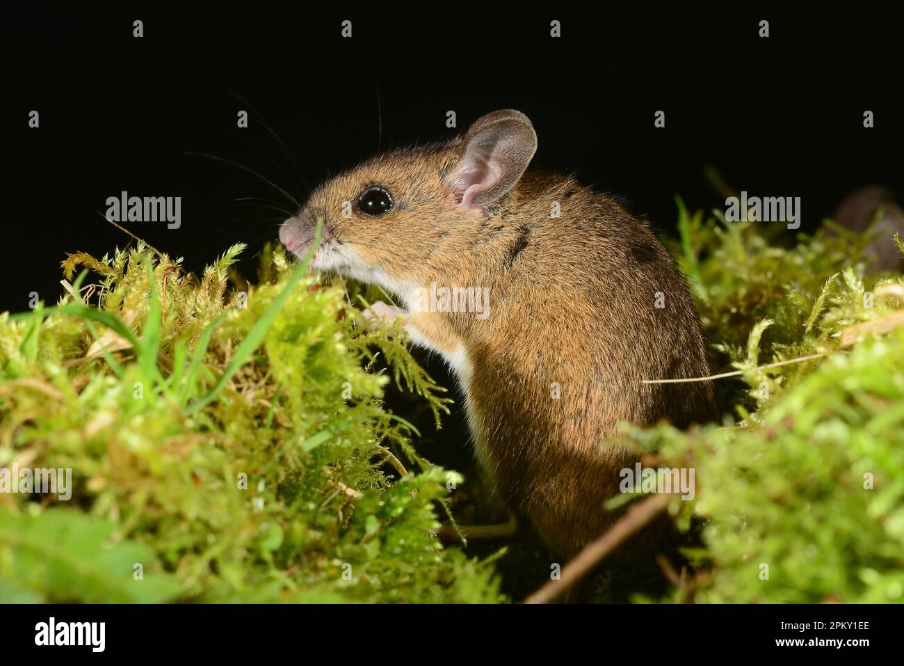 topo di legno notturno apodemus sylvaticus Foto Stock