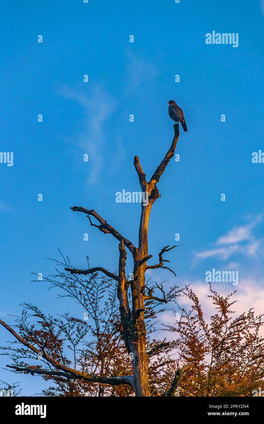 Uccello nero in cima all'albero, la laguna esmeralda Treeking, la baia di ushuaia, la tierra del fuego, argentina Foto Stock