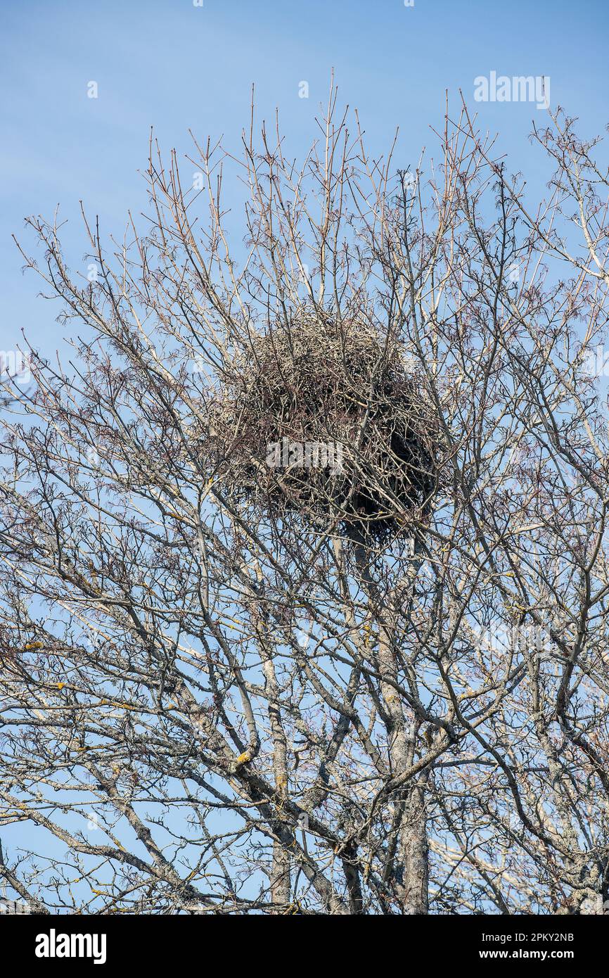 Il nido Magpie su un albero in Svezia sopra il cielo blu Foto Stock
