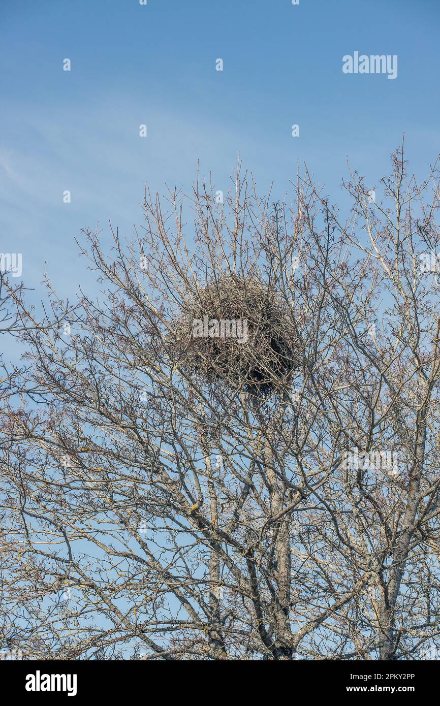 Il nido Magpie su un albero in Svezia sopra il cielo blu Foto Stock
