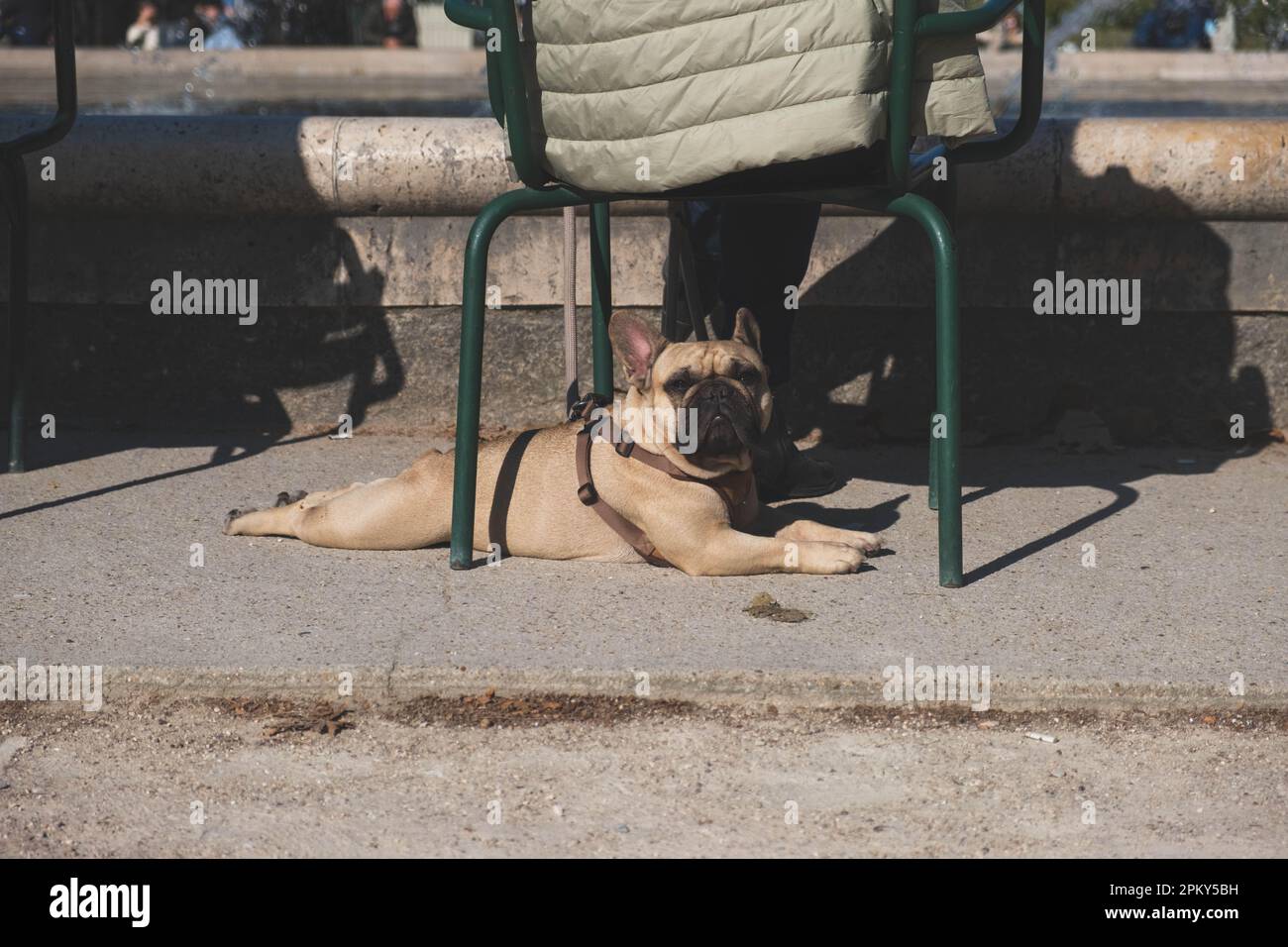 Bulldog francese crogiolarsi al sole sotto una sedia verde, dando un curioso sguardo alla macchina fotografica - un momento perfetto di relax e di gioia nel sole estivo Foto Stock