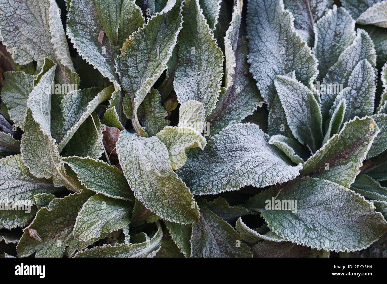 Digitalis ricoperta di ghiaccio. Il foxglove lascia in inverno. Foto Stock