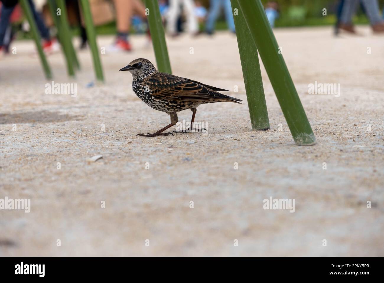 Immagine ingrandita dell'uccello stellato europeo sul pavimento sabbioso Foto Stock