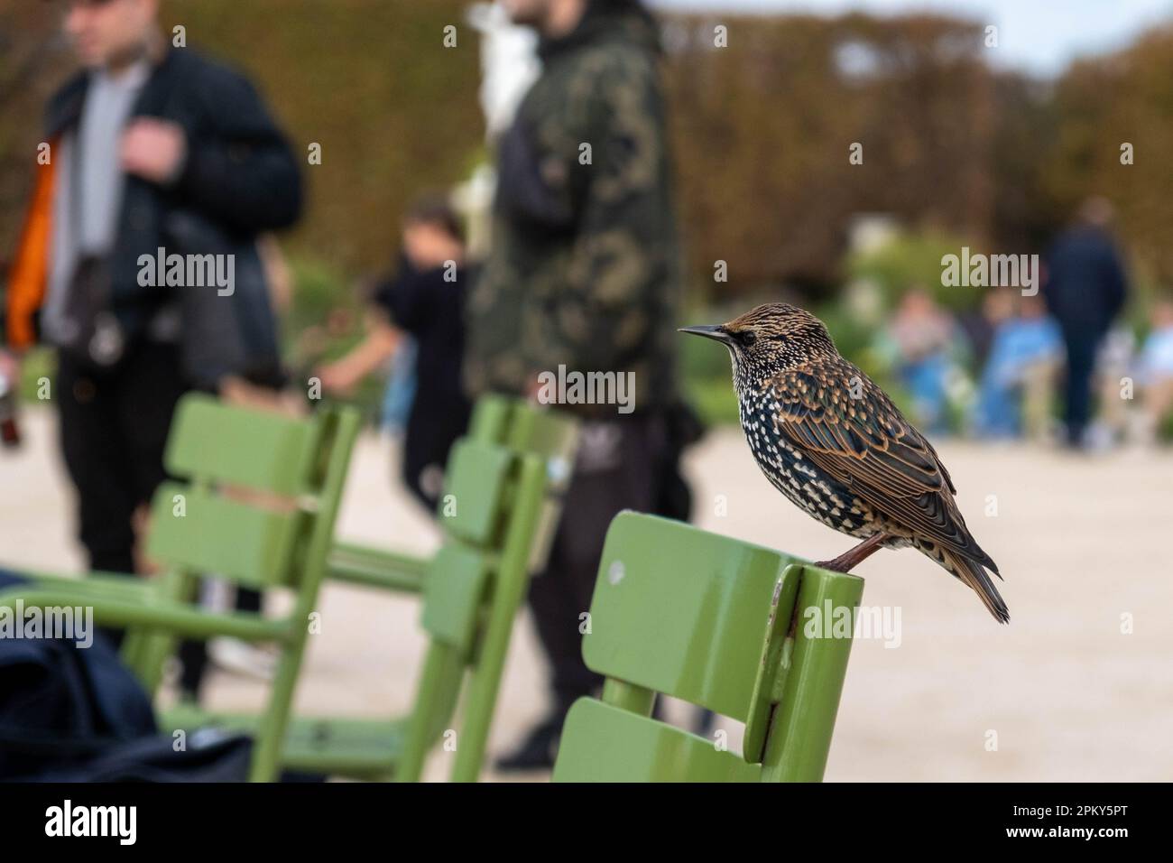 Foto ingrandita dell'uccello Starling europeo su sedia verde nel giardino parigino in mezzo allo sfondo sfocato delle persone Foto Stock