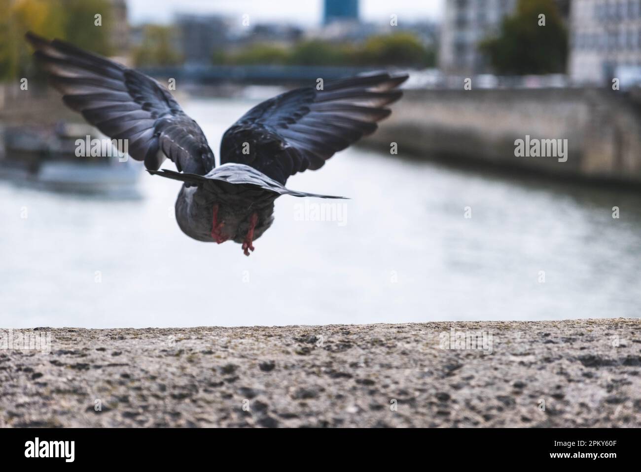 Un piccione prende un ponte a Parigi, catturato da dietro Foto Stock