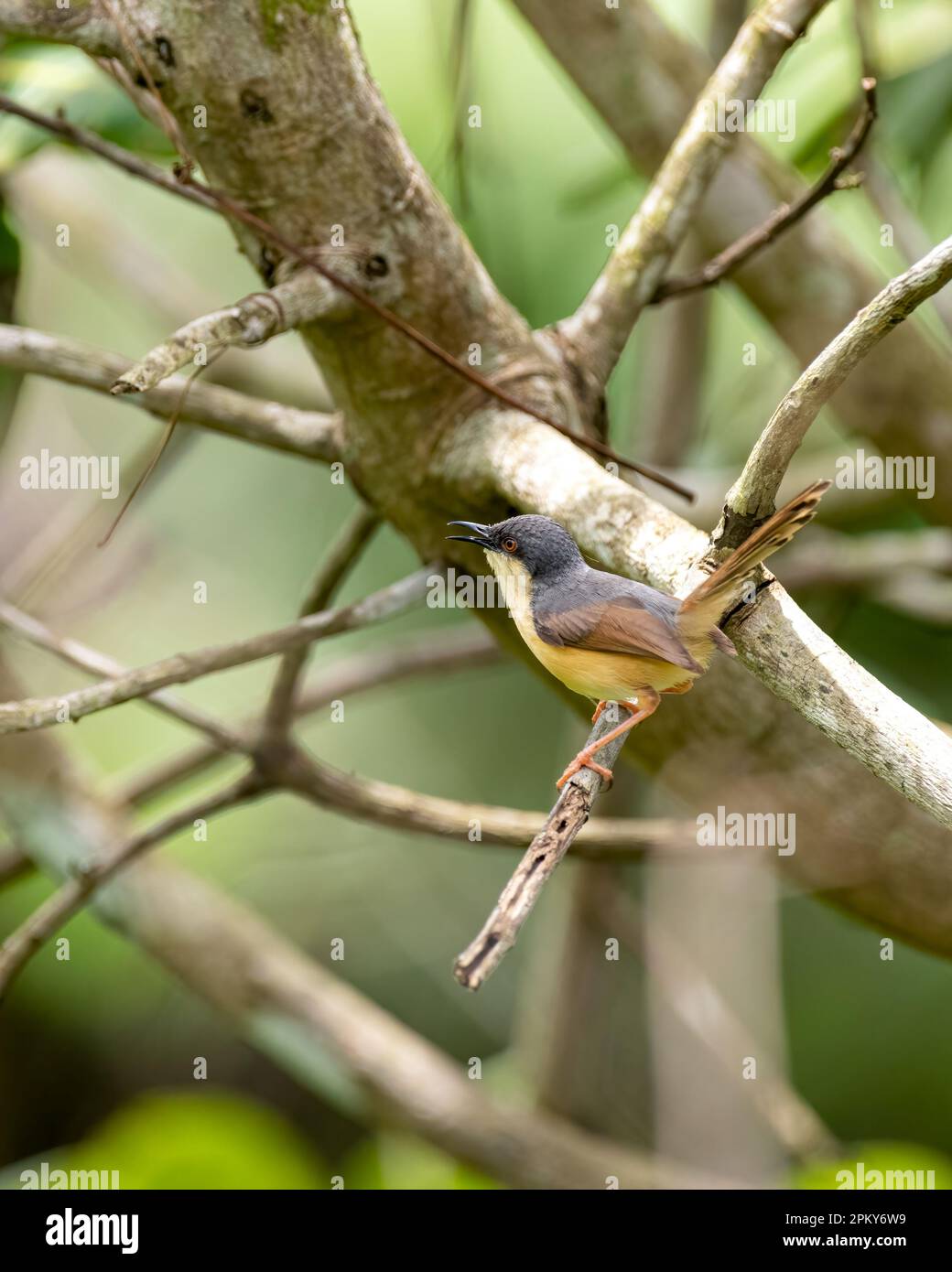 Una bella prinia (Prinia socialis), arroccata su un ramo d'albero nel selvaggio con la coda sollevata. Foto Stock