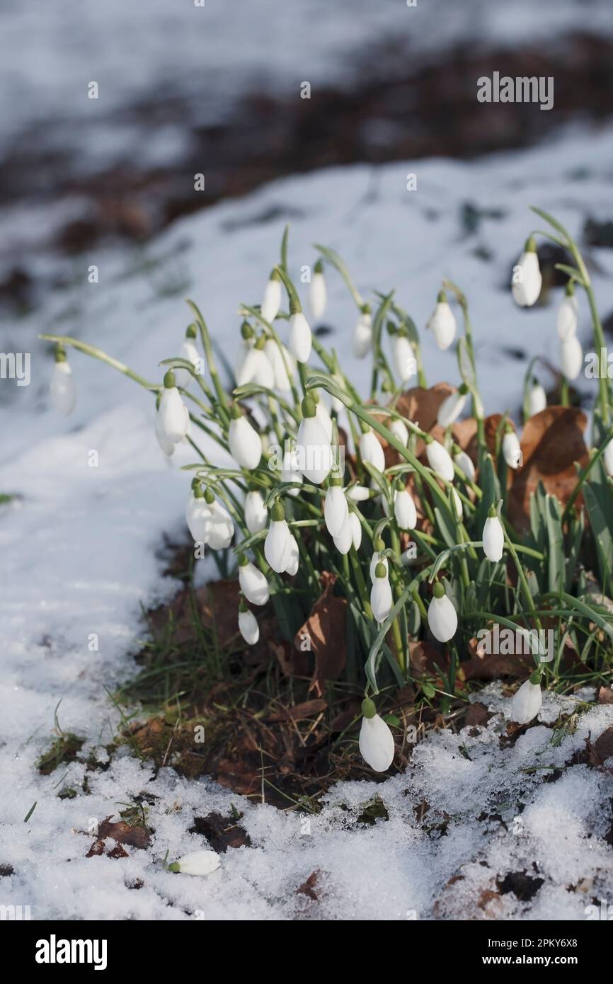 Galanthus S. Arnott. Specie snowdrop crescente sul bordo di un bosco giardino. Foto Stock